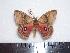  ( - BC-Dec1349)  @13 [ ] Copyright (2010) Unspecified Research Collection of Thibaud Decaens