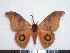  ( - BC-Dec1390)  @14 [ ] Copyright (2010) Unspecified Research Collection of Thibaud Decaens