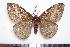  (Paradirphia cavichensis - BC-Dec1417)  @14 [ ] Copyright (2010) Unspecified Research Collection of Thibaud Decaens