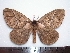  ( - BC-Dec1423)  @13 [ ] Copyright (2010) Unspecified Research Collection of Thibaud Decaens
