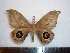  ( - BC-Dec1427)  @14 [ ] Copyright (2010) Unspecified Research Collection of Thibaud Decaens
