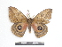  ( - BC-Dec1430)  @13 [ ] Copyright (2010) Unspecified Research Collection of Thibaud Decaens