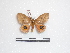  ( - BC-Dec1436)  @13 [ ] Copyright (2010) Unspecified Research Collection of Thibaud Decaens