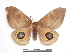  ( - BC-Dec1454)  @14 [ ] Copyright (2010) Unspecified Research Collection of Thibaud Decaens