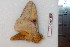  ( - BC-Dec1461)  @12 [ ] Copyright (2010) Unspecified Research Collection of Thibaud Decaens