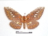  ( - BC-Dec1464)  @12 [ ] Copyright (2010) Unspecified Research Collection of Thibaud Decaens
