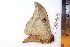  ( - BC-Dec1473)  @12 [ ] Copyright (2010) Unspecified Research Collection of Thibaud Decaens