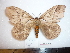  ( - BC-Dec1503)  @14 [ ] Copyright (2010) Unspecified Research Collection of Thibaud Decaens