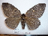  (Dirphia fornax - BC-Dec1509)  @15 [ ] Copyright (2010) Unspecified Research Collection of Thibaud Decaens