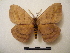  ( - BC-Dec1549)  @14 [ ] Copyright (2010) Unspecified Research Collection of Thibaud Decaens