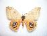  ( - BC-Dec0974)  @13 [ ] Copyright (2010) Unspecified Research Collection of Thibaud Decaens