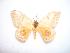  ( - BC-Dec0976)  @13 [ ] Copyright (2010) Unspecified Research Collection of Thibaud Decaens