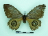  ( - BC-MNHN0226)  @11 [ ] Copyright (2010) Unspecified Research Collection of Thibaud Decaens