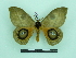  ( - BC-MNHN0230)  @11 [ ] Copyright (2010) Unspecified Research Collection of Thibaud Decaens