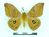  ( - BC-MNHN0234)  @11 [ ] Copyright (2010) Unspecified Research Collection of Thibaud Decaens