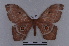  ( - BC-Dec2028)  @13 [ ] CreativeCommons - Attribution Non-Commercial Share-Alike (2022) Thibaud Decaëns Universite Montpellier, CEFE Lab