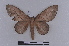  ( - BC-Dec1990)  @13 [ ] CreativeCommons - Attribution Non-Commercial Share-Alike (2019) Thibaud Decaëns Universite Montpellier, CEFE Lab