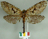  (Hampsoniella - CGCM 47793)  @11 [ ] by-nc-sa (2024) Carlos G.C. Mielke University of Curitiba