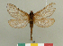  (Tricladia - CGCM 48463)  @11 [ ] by-nc-sa (2024) Carlos G.C. Mielke University of Curitiba