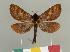  (Limyra - CGCM 49902)  @11 [ ] by-nc-sa (2024) Carlos G.C. Mielke University of Curitiba