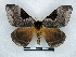  ( - BC-Dec2879)  @11 [ ] by-nc-sa (2024) Thibaud Decaëns Universite Montpellier, CEFE Lab