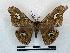  ( - BC-Dec2893)  @11 [ ] by-nc-sa (2024) Thibaud Decaëns Universite Montpellier, CEFE Lab