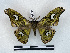  ( - BC-Dec2894)  @11 [ ] by-nc-sa (2024) Thibaud Decaëns Universite Montpellier, CEFE Lab
