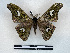  ( - BC-Dec2895)  @11 [ ] by-nc-sa (2024) Thibaud Decaëns Universite Montpellier, CEFE Lab