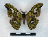  ( - BC-Dec2896)  @11 [ ] by-nc-sa (2024) Thibaud Decaëns Universite Montpellier, CEFE Lab
