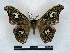  ( - BC-Dec2897)  @11 [ ] by-nc-sa (2024) Thibaud Decaëns Universite Montpellier, CEFE Lab