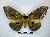  ( - BC-Dec2914)  @11 [ ] by-nc-sa (2024) Thibaud Decaëns Universite Montpellier, CEFE Lab