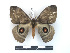  ( - BC-Dec2309)  @11 [ ] by-nc-sa (2023) Thibaud Decaëns Universite Montpellier, CEFE Lab