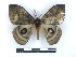  ( - BC-Dec2310)  @11 [ ] by-nc-sa (2023) Thibaud Decaëns Universite Montpellier, CEFE Lab