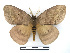  ( - BC-Dec2476)  @11 [ ] by-nc-sa (2023) Thibaud Decaëns Universite Montpellier, CEFE Lab