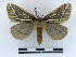  (Kentroleuca spitzi - BC-Dec2509)  @11 [ ] by-nc-sa (2023) Thibaud Decaëns Universite Montpellier, CEFE Lab