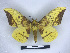  (Eacles imperialis magnifica - BC-Dec2764)  @11 [ ] by-nc-sa (2023) Thibaud Decaëns Universite Montpellier, CEFE Lab