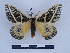  ( - BC-Dec2639)  @11 [ ] by-nc-sa (2023) Thibaud Decaëns Universite Montpellier, CEFE Lab