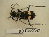  (Cephalota - BC-Dec2647)  @11 [ ] by-nc-sa (2024) Thibaud Decaëns Universite Montpellier, CEFE Lab