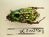  (Glaphyrus opulentus - BC-Dec2704)  @11 [ ] by-nc-sa (2024) Thibaud Decaëns Universite Montpellier, CEFE Lab