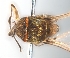  ( - BIOUG-01777-F08)  @11 [ ] CreativeCommons - Attribution (2012) CBG Photography Group Centre for Biodiversity Genomics