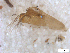  ( - BIOUG-01777-F08)  @11 [ ] CreativeCommons - Attribution (2012) CBG Photography Group Centre for Biodiversity Genomics