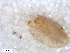  ( - BIOUG01778-G07)  @11 [ ] CreativeCommons - Attribution (2012) CBG Photography Group Centre for Biodiversity Genomics