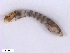  ( - BIOUG01779-E09)  @12 [ ] CreativeCommons - Attribution (2012) CBG Photography Group Centre for Biodiversity Genomics