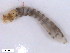  ( - BIOUG01779-E12)  @12 [ ] CreativeCommons - Attribution (2012) CBG Photography Group Centre for Biodiversity Genomics