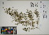  ( - QC23-101)  @11 [ ] CreativeCommons  Attribution Non-Commercial Share-Alike (2024) UBC Herbarium University of British Columbia