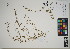  (Atriplex semibaccata - QC23-111)  @11 [ ] CreativeCommons  Attribution Non-Commercial Share-Alike (2024) UBC Herbarium University of British Columbia