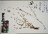  ( - QC23-140)  @11 [ ] CreativeCommons  Attribution Non-Commercial Share-Alike (2024) UBC Herbarium University of British Columbia
