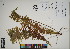  ( - QC23-147)  @11 [ ] CreativeCommons  Attribution Non-Commercial Share-Alike (2024) UBC Herbarium University of British Columbia