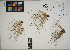  ( - QC23-151)  @11 [ ] CreativeCommons  Attribution Non-Commercial Share-Alike (2024) UBC Herbarium University of British Columbia