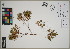  ( - QC23-155)  @11 [ ] CreativeCommons  Attribution Non-Commercial Share-Alike (2024) UBC Herbarium University of British Columbia